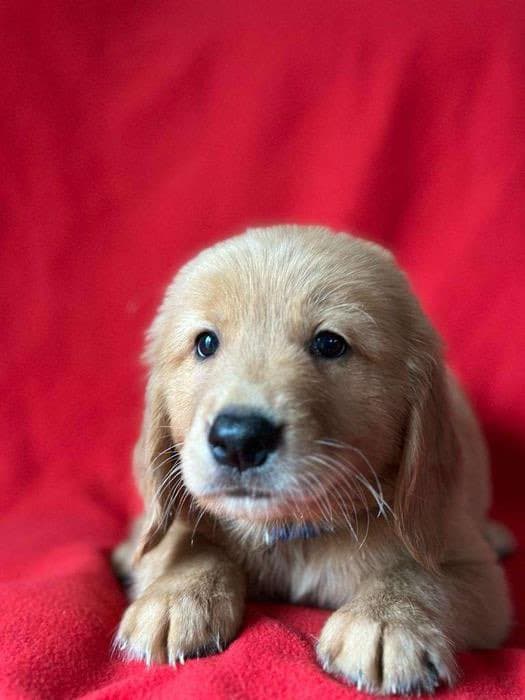 Photo of Harold, my golden retriever.