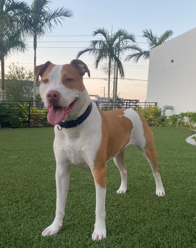 Photo of Jules, my Pitbull.